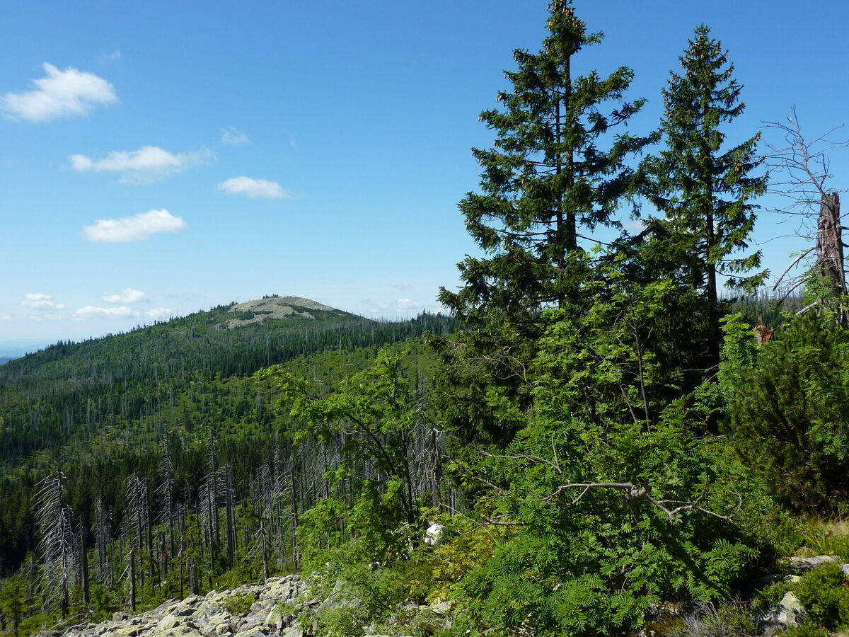 Beitragsbild: Tageswanderung  „Lusen im Blick“
