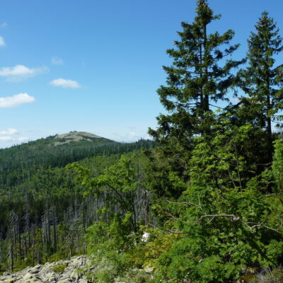 Tageswanderung  „Lusen im Blick“ thumbnail