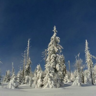 Frohe Weihnachten und eine guten Rutsch in ein glückliches, gesundes Neues Jahr! thumbnail