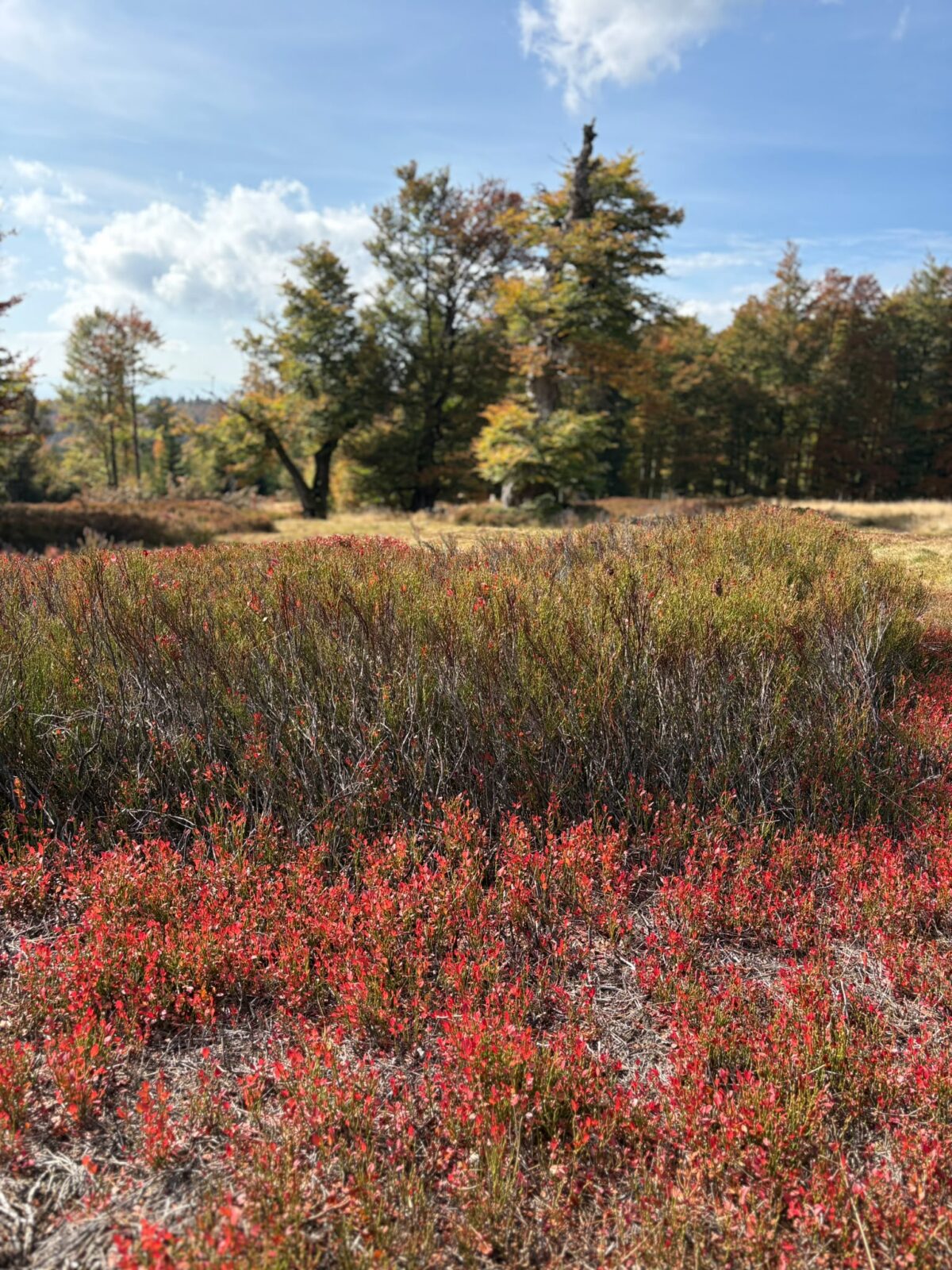 Beitragsbild: Schachtentour des WSV Grafenau – Herbstliche Traumtour durch den Bayerwald